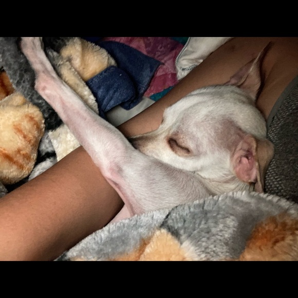 Meet your Posher, Shaylene - Picture 1 of 1